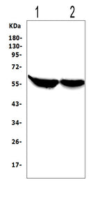 Anti-Cytochrome P450 2E1/CYP2E1 Antibody Picoband® Boster Bio