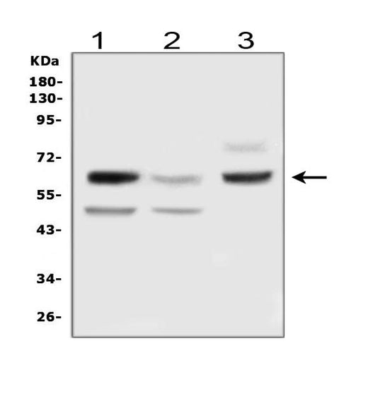 Anti-Delta-like protein 3 DLL3 Antibody Picoband® Boster Bio
