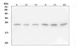 Anti-Follistatin-related protein 3 FSTL3 Antibody Picoband® Boster Bio