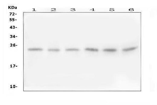 Anti-Follistatin-related protein 3 FSTL3 Antibody Picoband® Boster Bio
