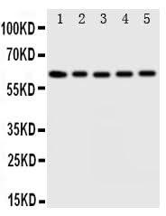 Anti-Iduronate 2 sulfatase/IDS Antibody Picoband® Boster Bio