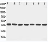 Anti-MEK6/MAP2K6 Antibody Picoband® Boster Bio