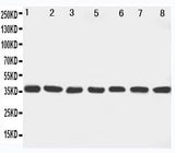 Anti-MEK6/MAP2K6 Antibody Picoband® Boster Bio