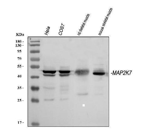 Anti-MEK7/MAP2K7 Antibody Picoband® Boster Bio