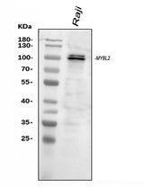 Anti-B MyB/MYBL2 Antibody Picoband® Boster Bio
