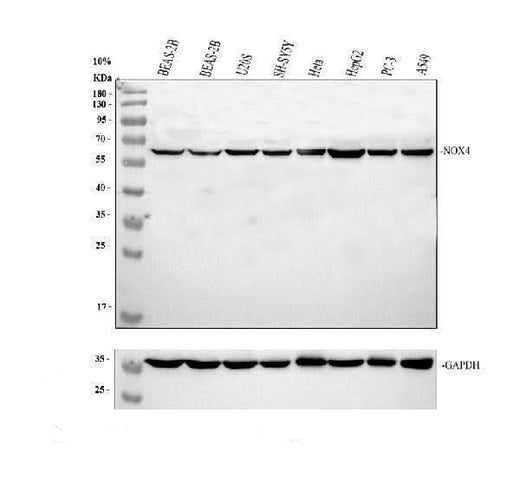 Anti-NADPH oxidase 4/NOX4 Antibody Picoband® Boster Bio