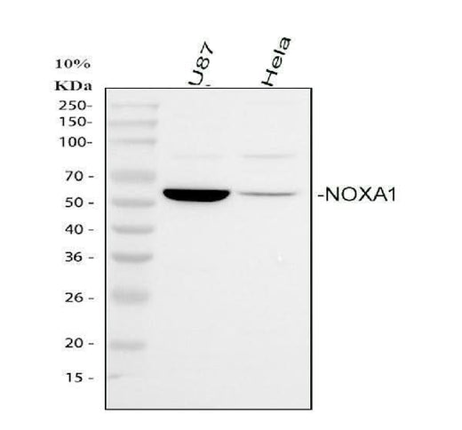 Anti-NOXA1 Antibody Picoband® Boster Bio