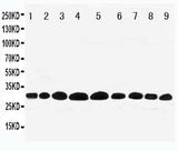 Anti-Prohibitin/PHB Antibody Picoband® Boster Bio