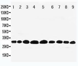 Anti-Prohibitin/PHB Antibody Picoband® Boster Bio