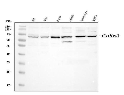 Anti-Cullin 3/CUL3 Antibody Picoband® Boster Bio