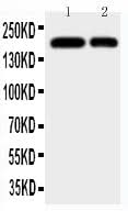 Anti-CD11b/ITGAM Antibody Picoband® Boster Bio