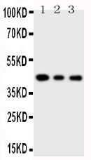 Anti-SAPK4/MAPK13 Antibody Picoband® Boster Bio