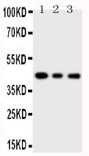 Anti-SAPK4/MAPK13 Antibody Picoband® Boster Bio