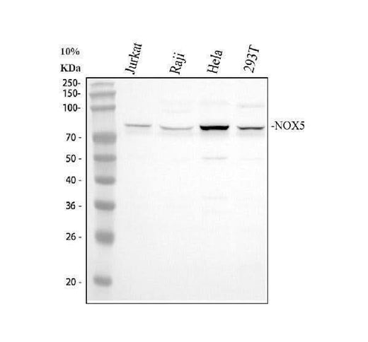 Anti-NADPH oxidase 5 NOX5 Antibody Picoband® Boster Bio