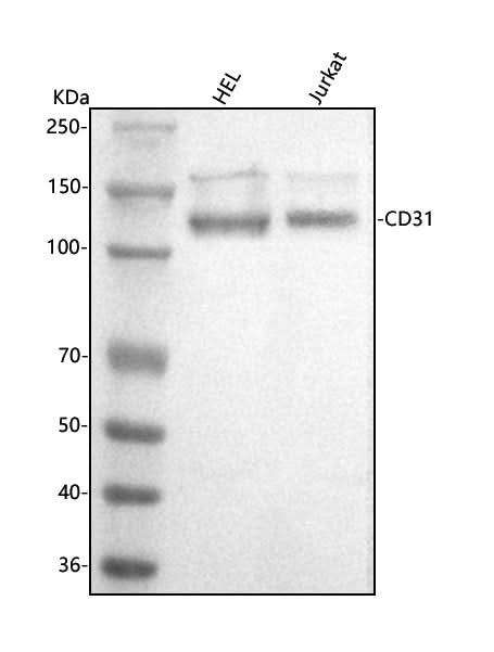 Anti-CD31/PECAM1 Antibody Picoband® Boster Bio