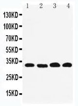 Anti-REA/PHB2 Antibody Picoband® Boster Bio