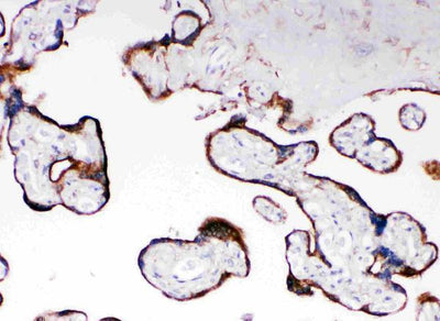 Anti-Cytochrome P450 Reductase/POR Antibody Picoband® Boster Bio