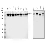 Anti-Tight junction protein ZO-2 TJP2 Antibody Picoband® Boster Bio