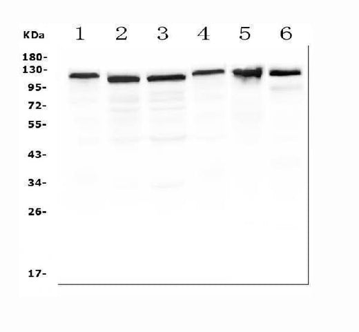 Anti-RIAM/APBB1IP Antibody Picoband® Boster Bio