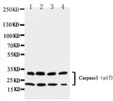 Anti-Caspase-3(P17)/CASP3 Antibody Picoband® Boster Bio
