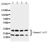Anti-Caspase-3(P17)/CASP3 Antibody Picoband® Boster Bio