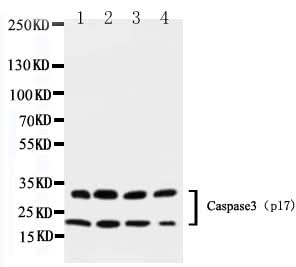 Anti-Caspase-3(P17)/CASP3 Antibody Picoband® Boster Bio