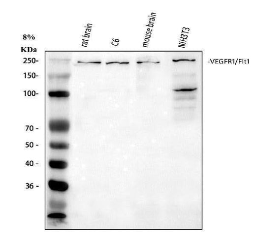 Anti-VEGF Receptor 1/FLT1 Antibody Picoband® Boster Bio
