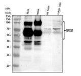 Anti-NRG1 Antibody Picoband® Boster Bio