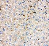 Anti-Tight junction protein ZO-2 TJP2 Antibody Picoband® Boster Bio