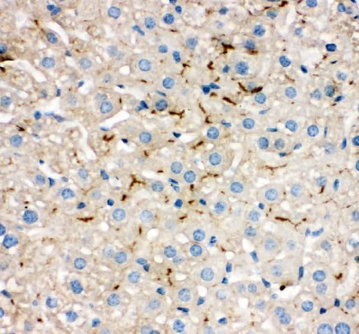 Anti-Tight junction protein ZO-2 TJP2 Antibody Picoband® Boster Bio