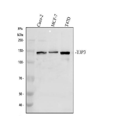 Anti-Zonula occludens protein 3/TJP3 Antibody Picoband® Boster Bio
