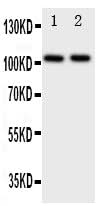 Anti-Zonula occludens protein 3/TJP3 Antibody Picoband® Boster Bio