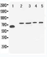 Anti-Neurosecretory protein VGF VGF Antibody Picoband® Boster Bio