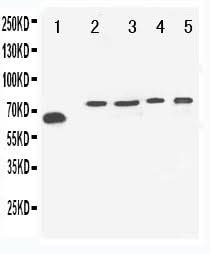 Anti-Neurosecretory protein VGF VGF Antibody Picoband® Boster Bio