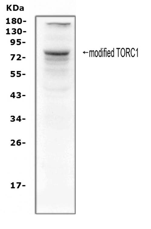 Anti-TORC1/CRTC1 Antibody Picoband® Boster Bio