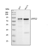 Anti-TORC2/CRTC2 Antibody Picoband® Boster Bio