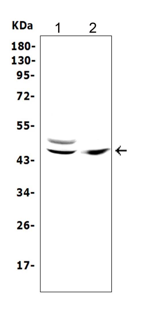 Anti-TRAF1 Antibody Picoband® Boster Bio