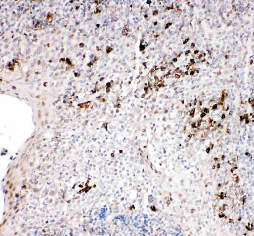 Anti-TRAF2 Antibody Picoband® Boster Bio