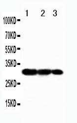Anti-TRAF3 Antibody Picoband® Boster Bio