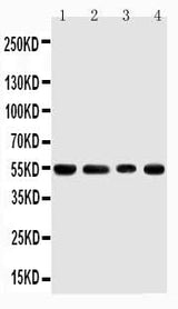 Anti-TRAF4 Antibody Picoband® Boster Bio