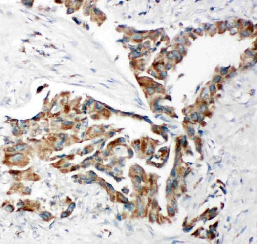 Anti-TRAM1 Antibody Picoband® Boster Bio