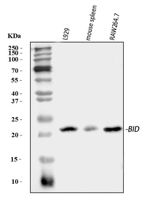 Anti-Bid Antibody Picoband® Boster Bio