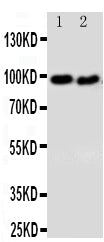 Anti-DISC1 Antibody Picoband® Boster Bio
