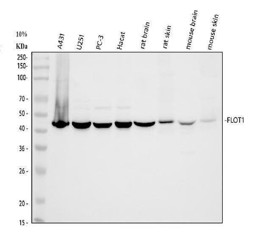 Anti-Flotillin 1/FLOT1 Antibody Picoband® Boster Bio