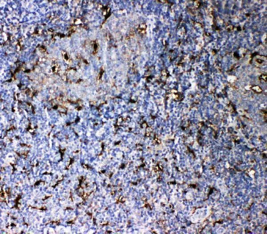 Anti-Interleukin-18 IL18 Antibody Picoband® Boster Bio