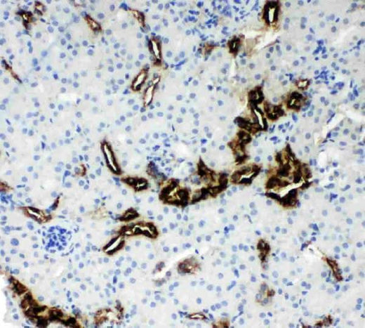 Anti-Kallikrein 1/KLK1 Antibody Picoband® Boster Bio