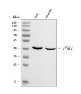 Anti-Phosphoglycerate kinase 1 PGK1 Antibody Picoband® Boster Bio