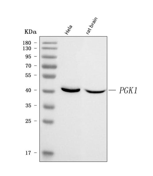 Anti-Phosphoglycerate kinase 1 PGK1 Antibody Picoband® Boster Bio
