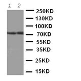 Anti-ABCG4 Antibody Picoband® Boster Bio