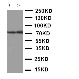 Anti-ABCG4 Antibody Picoband® Boster Bio